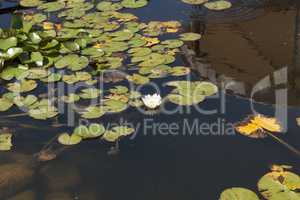 Water lily flowers sunlit on lake. In water is reflection of sky and hill photo
