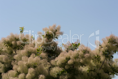 Smoke tree all color is highly variable, but at its best produces attractive shades of yellow, orange, and purplish-red photo