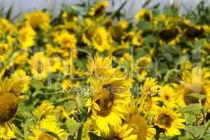 Nahaufnahme von Sonnenblumen auf dem Feld