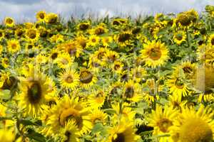 Nahaufnahme von Sonnenblumen auf dem Feld