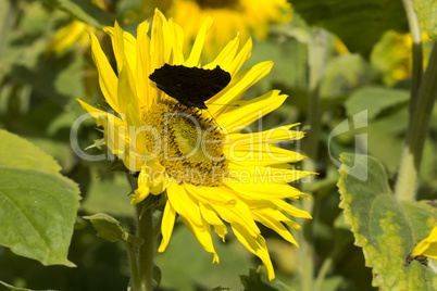 Sonnenblume mit einem Schmetterling