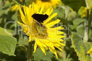 Sonnenblume mit einem Schmetterling