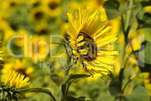 Nahaufnahme von Sonnenblumen auf dem Feld