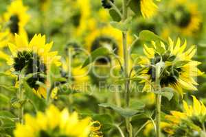 Nahaufnahme von Sonnenblumen auf dem Feld