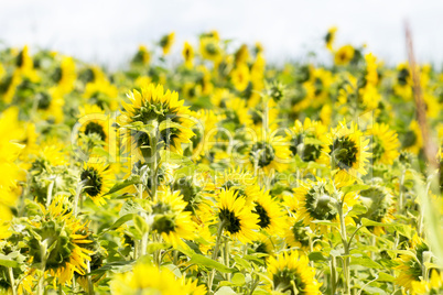 Nahaufnahme von Sonnenblumen auf dem Feld