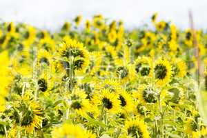 Nahaufnahme von Sonnenblumen auf dem Feld