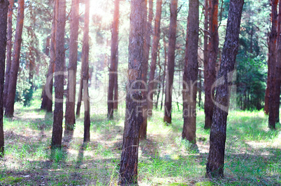 Pine forest in the early morning in the sun
