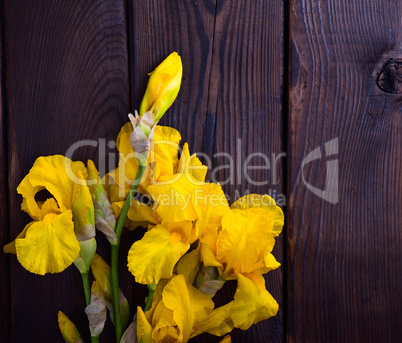 Bouquet of yellow iris on a brown wooden background