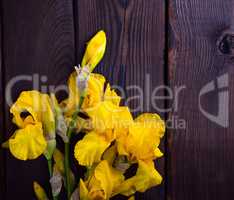 Bouquet of yellow iris on a brown wooden background