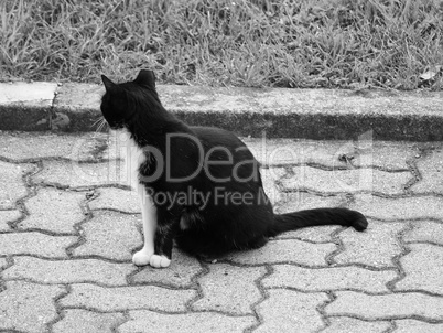 black and white domestic cat