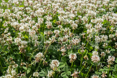 white clover wild meadow flowers in field. Nature vintage summer autumn outdoor photo. Selective focus macro shot with shallow DOF