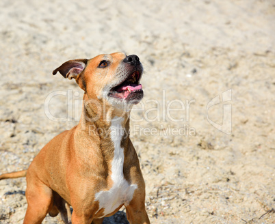 portrait of red-haired American pit bull