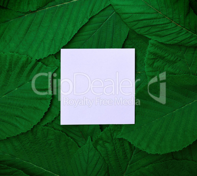 paper sheet in the middle of the green leaves of the chestnut