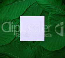 paper sheet in the middle of the green leaves of the chestnut