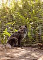 Arctic fox Vulpes lagopus with brown fur