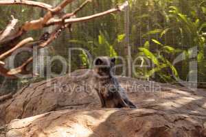 Arctic fox Vulpes lagopus with brown fur