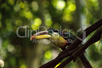 Curl-crested Aracari called Pteroglossus beauharnaesii