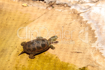 European pond turtle Emys orbicularis