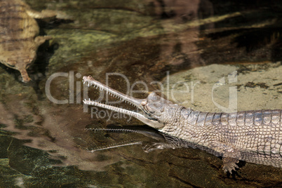 Gharial Gavialis gangeticus