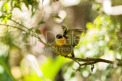 Golden collared manakin known as Manacus vitellinus