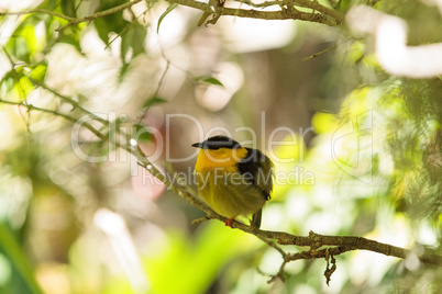 Golden collared manakin known as Manacus vitellinus