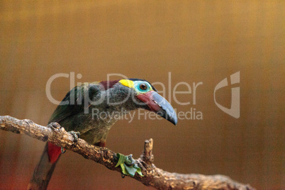 Guianan toucanet Selenidera piperivora