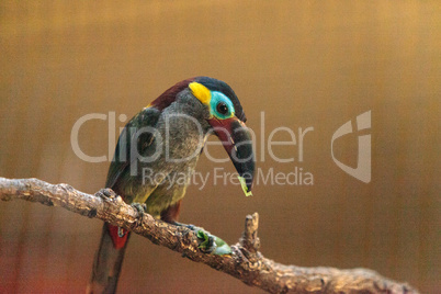 Guianan toucanet Selenidera piperivora