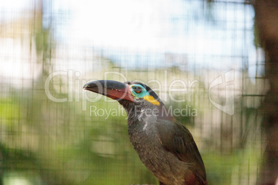 Guianan toucanet Selenidera piperivora