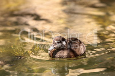 Harlequin duck called Histrionicus histrionicus