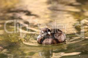 Harlequin duck called Histrionicus histrionicus