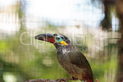 Guianan toucanet Selenidera piperivora