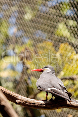 Inca tern bird called Larosterna inca