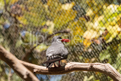 Inca tern bird called Larosterna inca