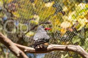 Inca tern bird called Larosterna inca