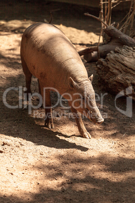 North Sulawesi Babirusa also called Babyrousa celebensis