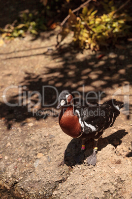 Red-Breasted Goose called Branta ruficollis