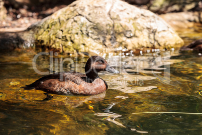 Redhead duck called Aythya Americana