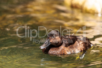 Redhead duck called Aythya Americana