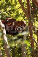 Red panda Ailurus fulgens