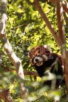 Red panda Ailurus fulgens