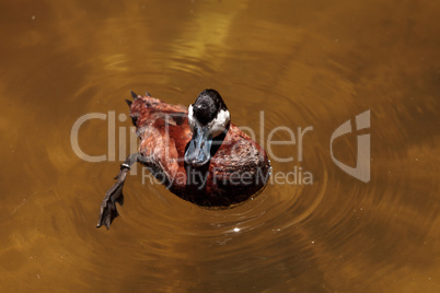 Ruddy duck called Oxyura jamaicensis