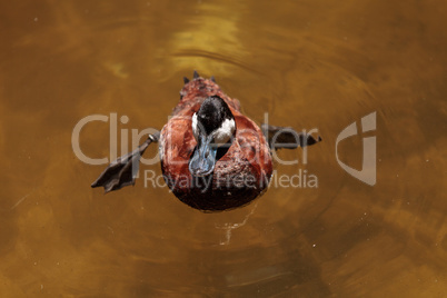 Ruddy duck called Oxyura jamaicensis