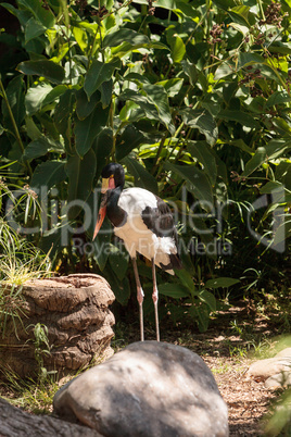Saddle-billed stork bird Ephippiorhynchus senegalensis