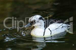 Male Black and white Smew duck called Mergellus albellus