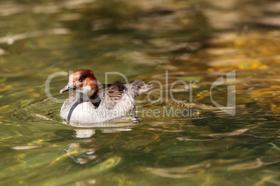 Female red headed Smew duck called Mergellus albellus