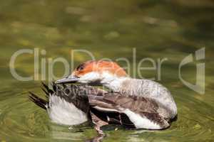 Female red headed Smew duck called Mergellus albellus