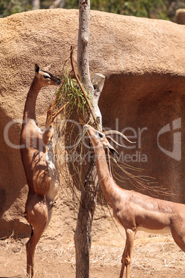 Southern Gerenuk Litocranius walleri