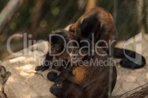 Tufted capuchin monkey of the genus Cebus apella apella