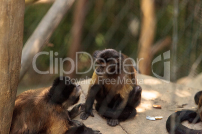 Tufted capuchin monkey of the genus Cebus apella apella