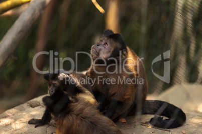 Tufted capuchin monkey of the genus Cebus apella apella